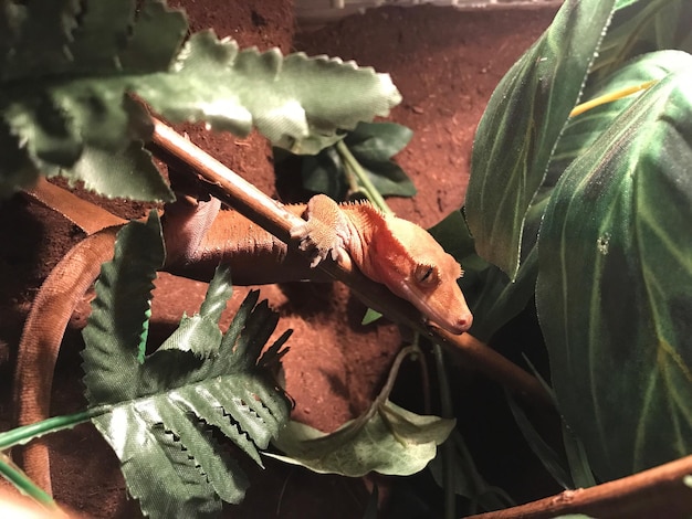 Close Up Of Flower On Plant