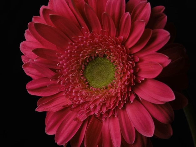 Daisy Flower Teddy Bear Gerbera Daisy New Photo Beautiful Flower