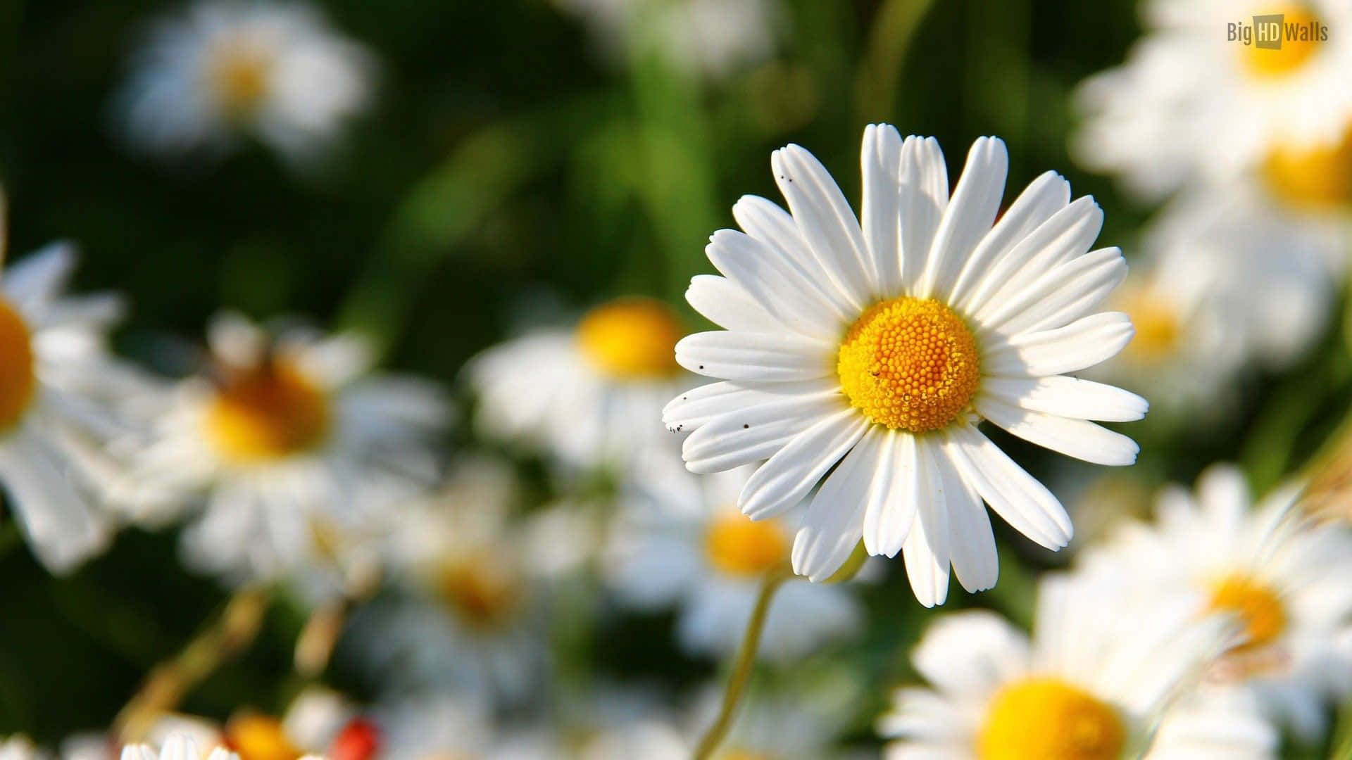 Download A Beautiful Daisy Flower Wallpapers Com