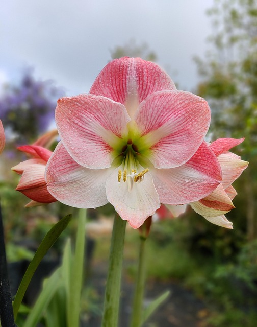 How To Plant And Grow Lily