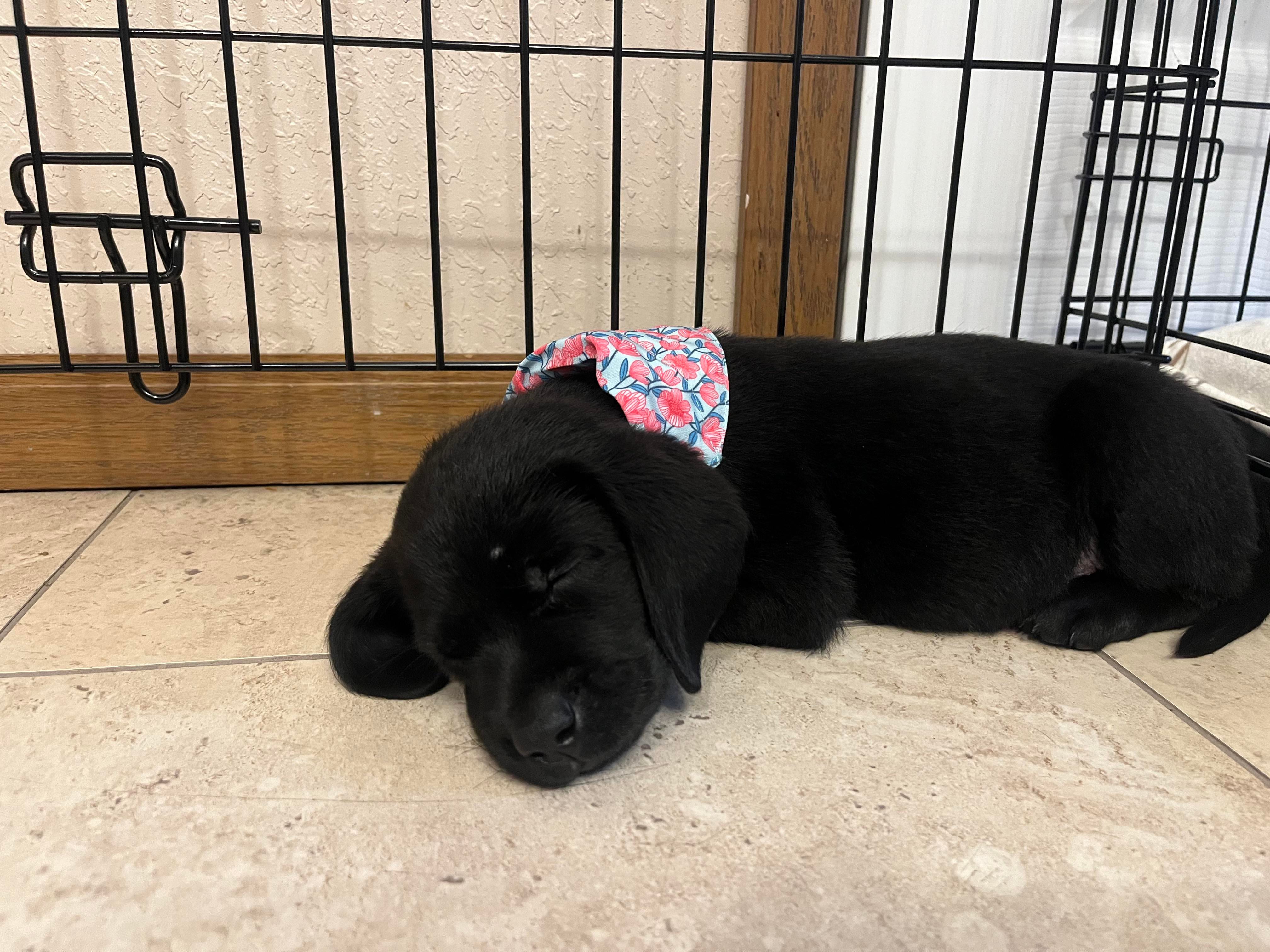 Picked Up My First Dog Since Moving Out She S My First Lab Since My