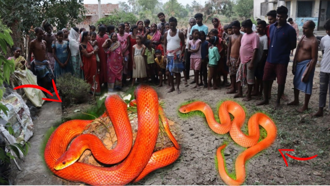 Triplets Amp 39 Miraculous Pregnancy Unveiling The Astonishing Growth